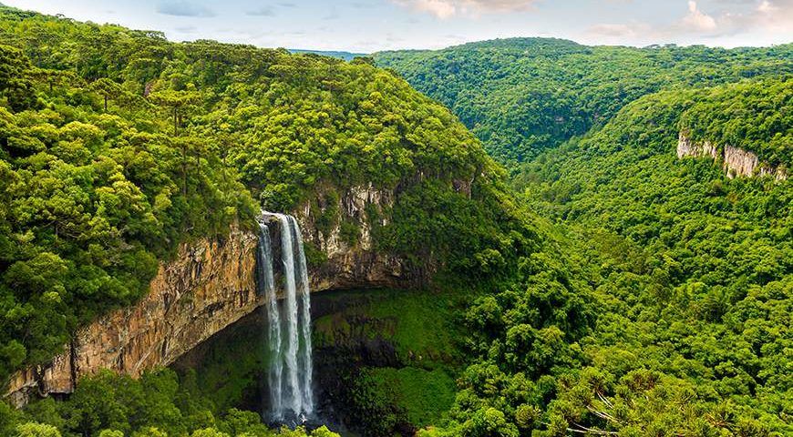 World's most amazing rainforests