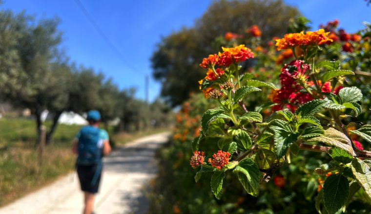 eurohike-wanderreisen-portugal-kuestenwandern-algarve-blumen-wanderer-im-hintergrund